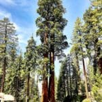 sequoia_giganteum_for_sale