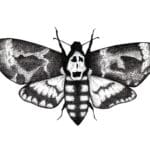 silence_of_the_lambs_moth