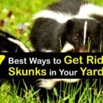 skunk_repellent