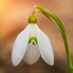 Spring snowdrop flowers blooming in sunny day