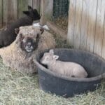 southdown_ewes