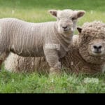 southdown_lamb
