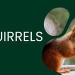 squirrel_droppings_vs_rat_droppings