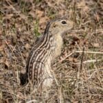13-lined Ground Squirrel