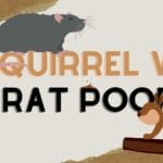 squirrel_vs_rat_droppings