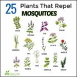 stink_bug_repellent