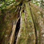 strangler_fig_tree