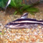 striped_raphael_catfish