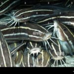 striped_talking_catfish
