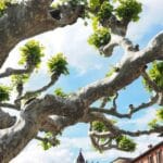 sycamore_tree_balls