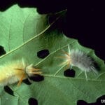 sycamore_tussock_moth