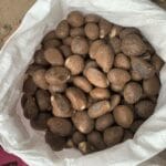 tagua_nut