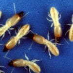 termites_larva