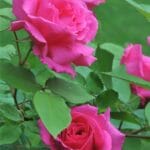thornless_roses