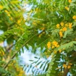 tipuana_tipu_tree