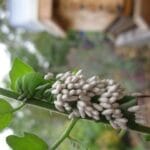 tomato_hornworm_eggs