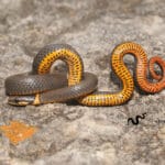 venomous_snakes_in_oklahoma