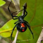 venomous_spiders_in_texas