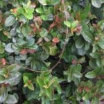 viburnum_suspensum