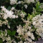 waxleaf_ligustrum