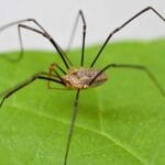what_do_daddy_long_leg_spiders_eat