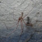 what_do_granddaddy_long_legs_eat