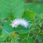 white_fuzzy_caterpillars