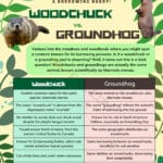 woodchuck_vs_beaver