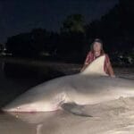 zambezi_shark_attack
