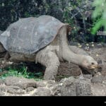 abingdonii