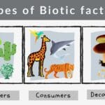 abiotic_factor_trainer