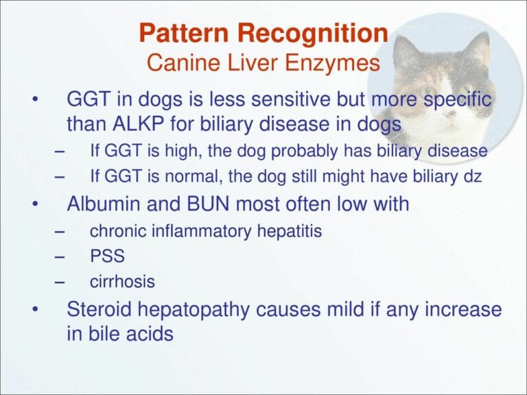 Understanding Elevated ALKP in Dogs: Causes, Symptoms, and Treatment