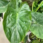 alocasia_wentii