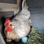american_bresse_chickens