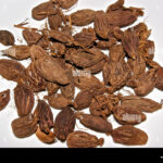 amomum_costatum