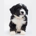 are_bernedoodles_hypoallergenic