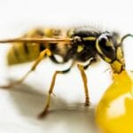 are_yellow_jackets_pollinators