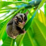 average_lifespan_of_a_sugar_glider