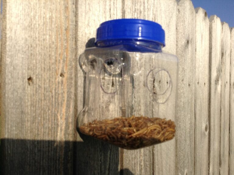 attract-bluebirds-to-your-backyard-the-ultimate-guide-to-mealworm-feeders