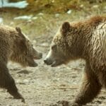 boon_for_grizzly_bears