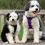 borderdoodles