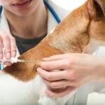 bordetella_vaccine_side_effects_in_dogs