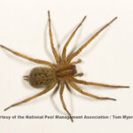brown_recluse_vs_hobo_spider