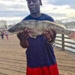 california_corbina