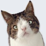 can_animals_have_down_syndrome