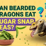 can_bearded_dragons_eat_bell_peppers