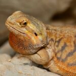 can_bearded_dragons_eat_blackberries