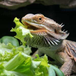 Can Bearded Dragons Eat Lettuce? The Truth About Leafy Greens & Your Dragon