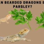 can_bearded_dragons_eat_parsley
