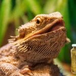 can_bearded_dragons_eat_raspberries